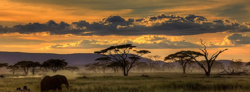 Получите туристическую визу в Восточную Африку: многоразовое путешествие между Угандой, Кенией и Руандой — сафари на всю жизнь