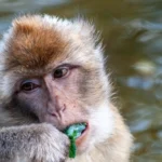 Макаки на Гибралтаре начали есть землю