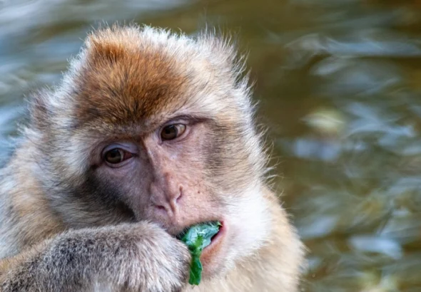 Макаки на Гибралтаре начали есть землю