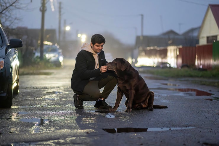 Как отогнать бездомную собаку если нападает во дворе