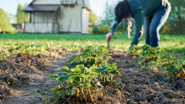 Тайная угроза дачи: Как привычные весенние работы незаметно перегружают нервную систему