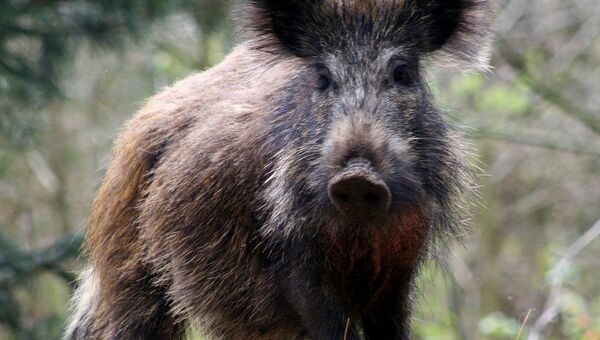 В Германии массово отстреливают «радиационных» кабанов, объевшихся грибов
